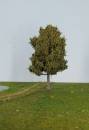 Pear tree summer Profi